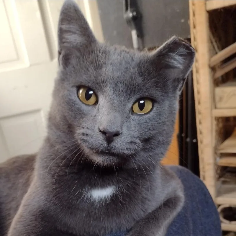 Frankie W thumbnail 2