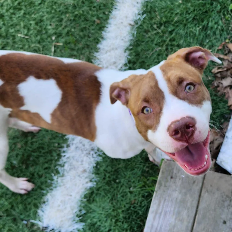 A baby medium-sized female Mixed Breed dog named Dublin "HERE IN NH" for adoption in Northwood, NH