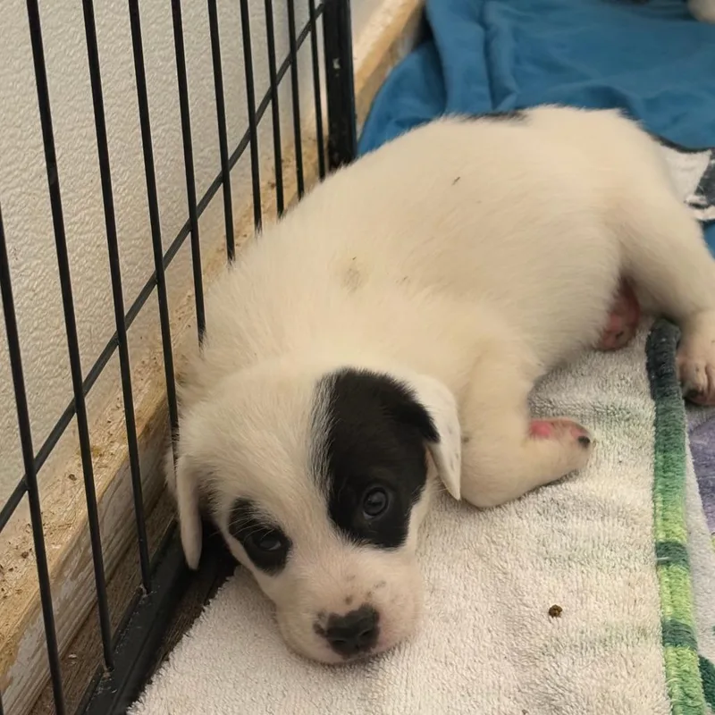 A baby small-sized male White / Cream Border Collie dog named Toby for adoption in Tulsa, OK