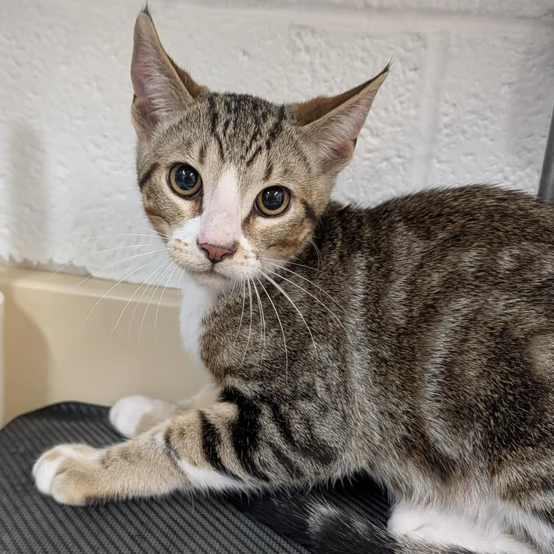 A baby medium-sized male Black Domestic Short Hair cat named Wayne for adoption in Ardmore, OK