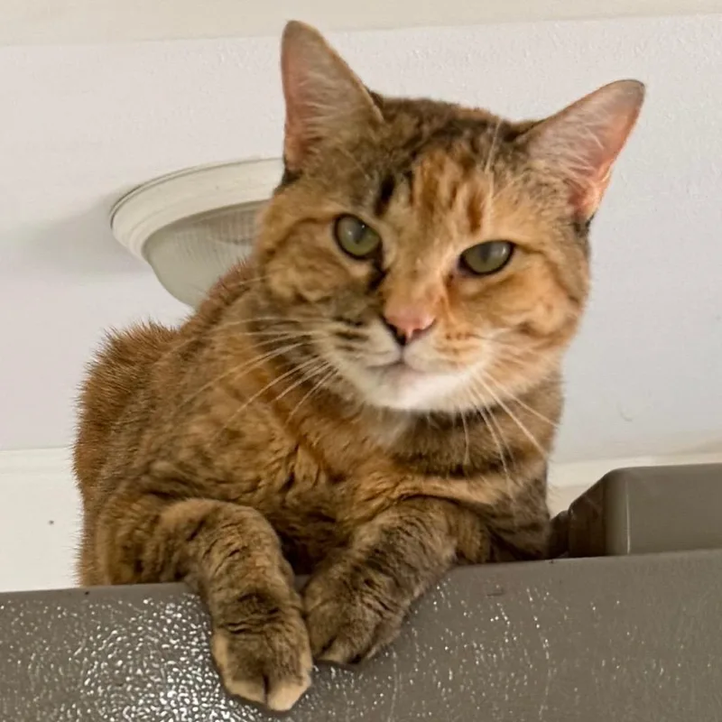 An adult small-sized female Orange / Red Domestic Short Hair cat named Maggie May for adoption in Huntsville, AL