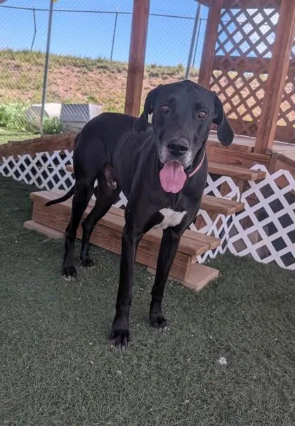 An adult extra large-sized male Great Dane dog named Bear for adoption in Divide, CO