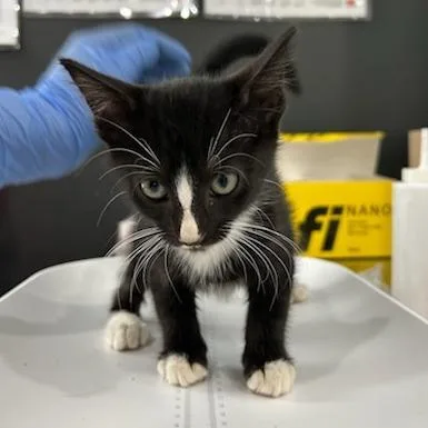 A baby small-sized male Black Domestic Short Hair cat named Jam RolyPoly for adoption in Livingston, TX