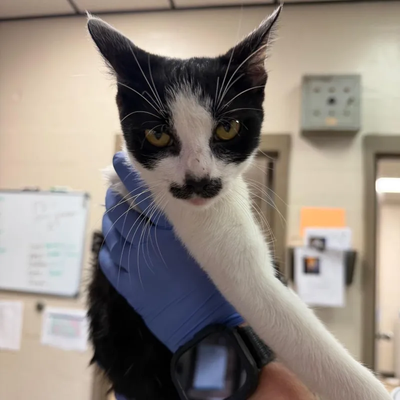 A young medium-sized female Black Domestic Short Hair cat named Dali for adoption in Birmingham, AL