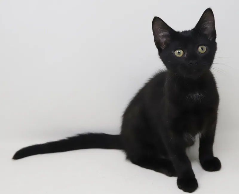 A baby small-sized female Black Bombay cat named Parsley is truly purrfect for adoption in Bedford Hills, NY