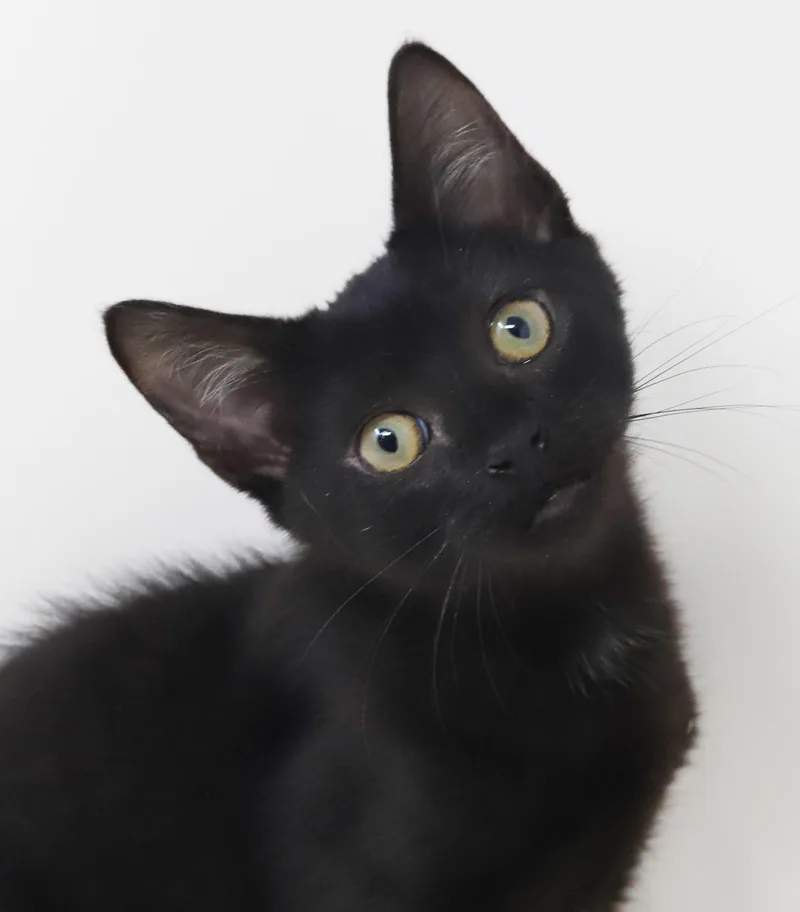 Parsley is truly purrfect thumbnail 2