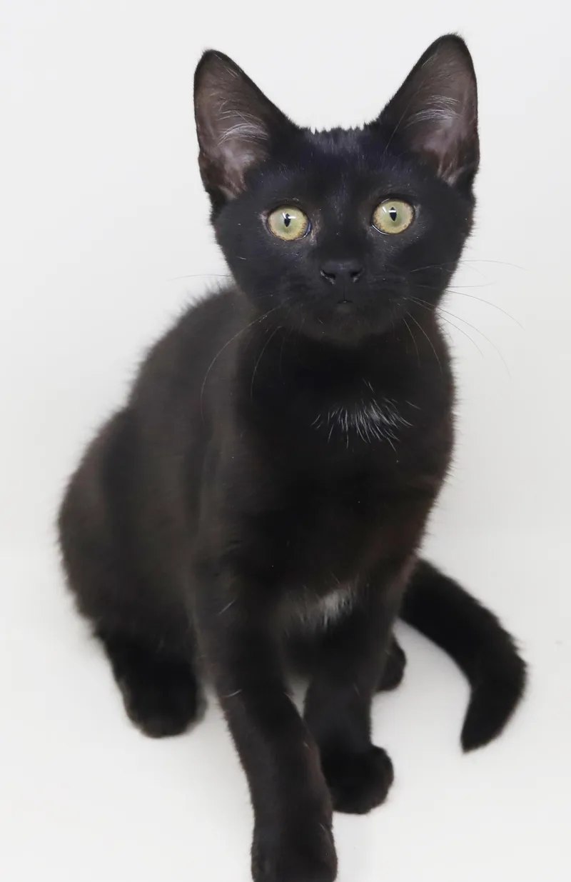 Parsley is truly purrfect thumbnail 3