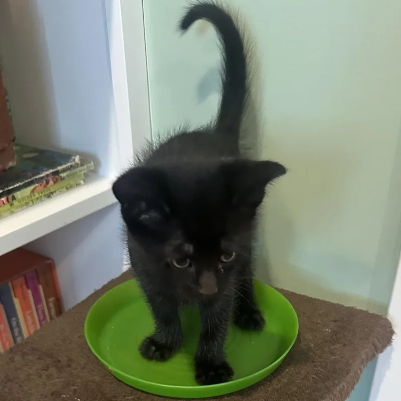 A baby small-sized male Black Domestic Short Hair cat named Haymitch for adoption in Fairfax Station, VA