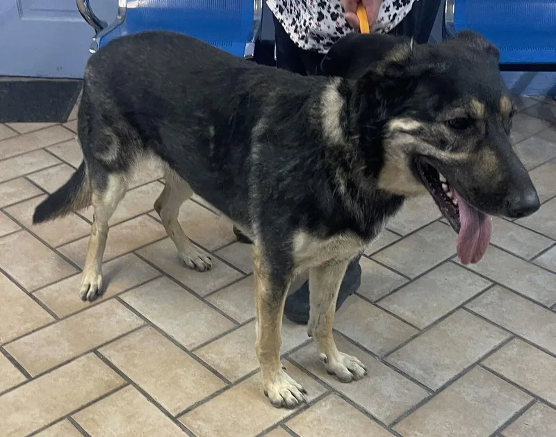 An adult extra large-sized female German Shepherd Dog dog named Betty for adoption in Glendale, AZ