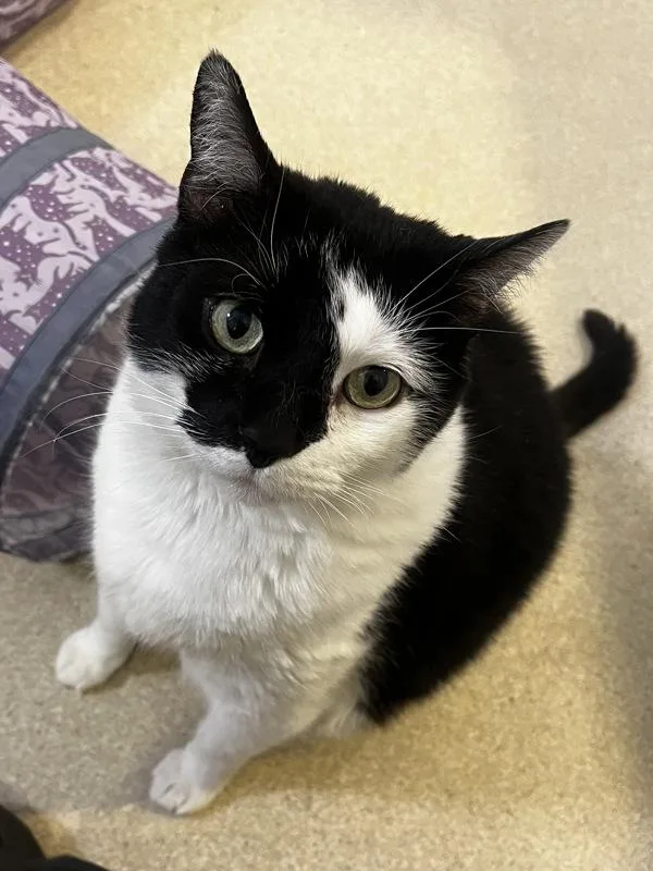 An adult small-sized male Domestic Short Hair cat named Forklift Felix for adoption in Santa Rosa, CA
