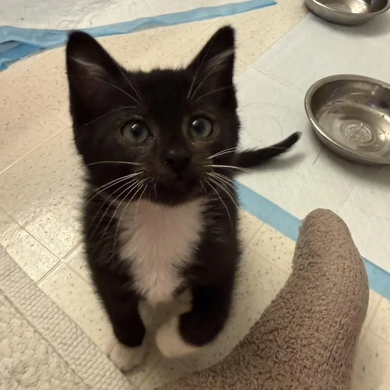 A baby small-sized male Black Domestic Short Hair cat named Arthur for adoption in Fairfax Station, VA
