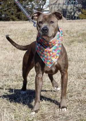 An adult large-sized female Mixed Breed dog named Lotus May for adoption in West Chester, PA
