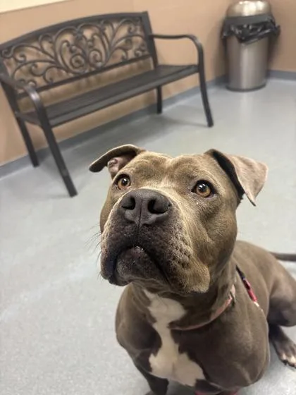An adult large-sized female Mixed Breed dog named Baby for adoption in Maumee, OH