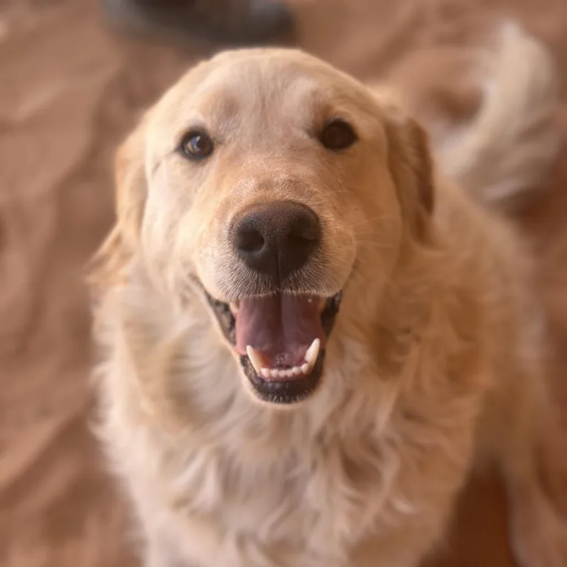 An adult large-sized male White / Cream Golden Retriever dog named Atlas for adoption in Kanab, UT