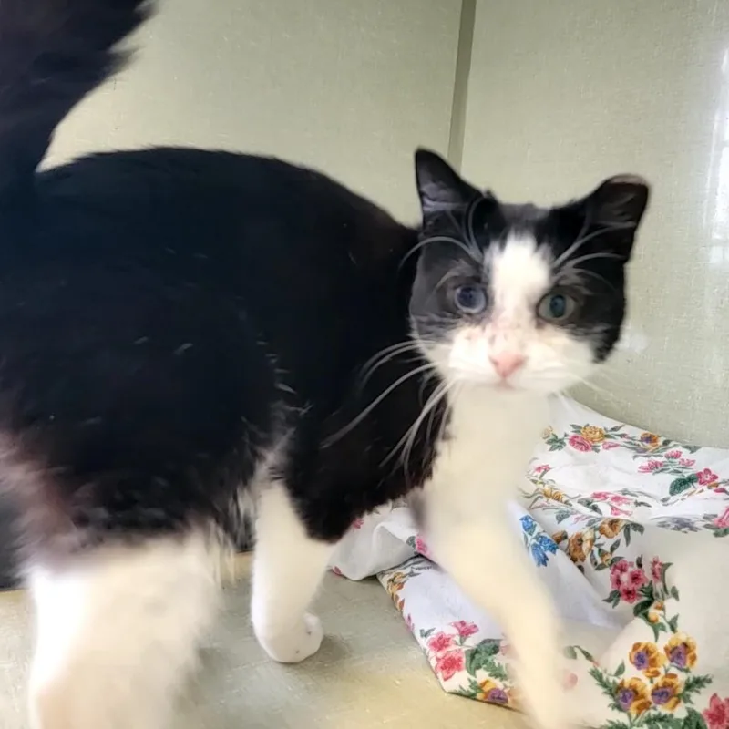An adult small-sized female Black Domestic Short Hair cat named Izzy for adoption in Monroe, MI