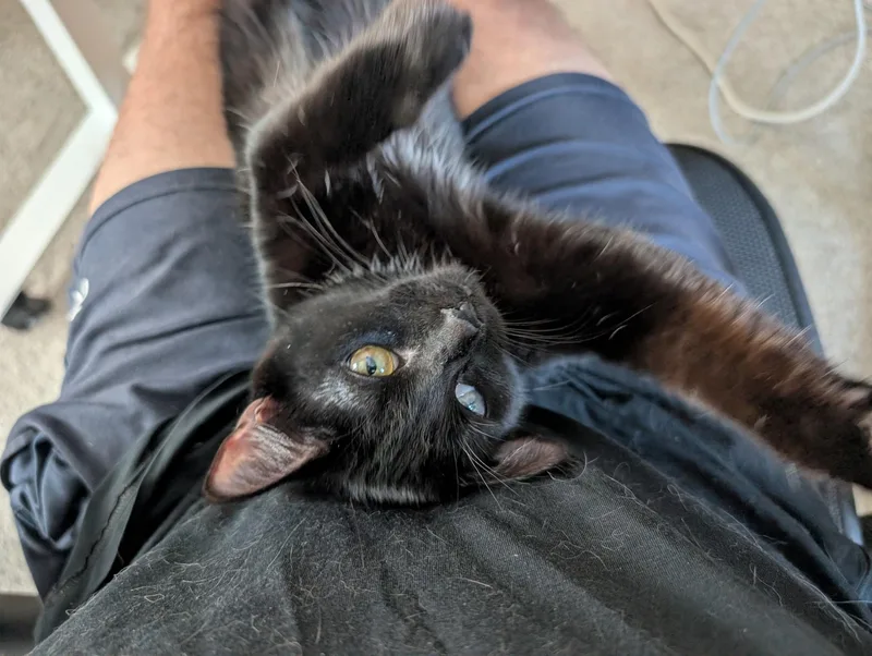 A baby medium-sized female Black Domestic Short Hair cat named Francis for adoption in West Richland, WA