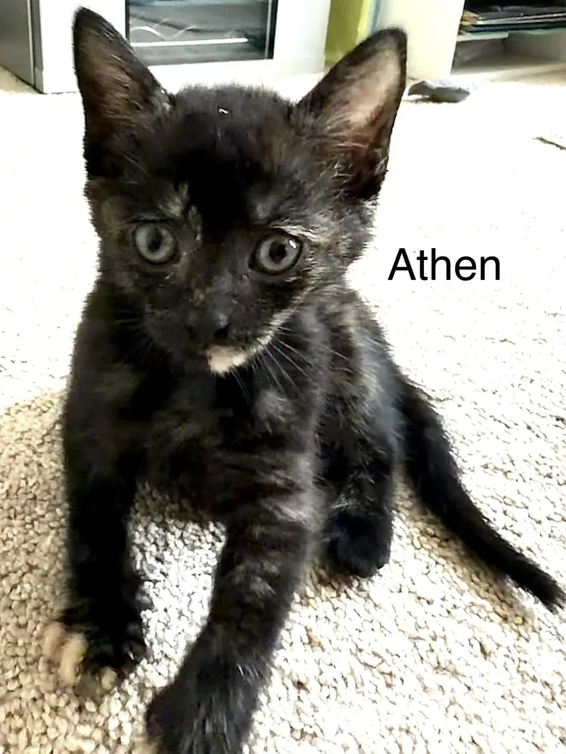 A baby small-sized male Black Domestic Short Hair cat named Athen for adoption in Annapolis, MD