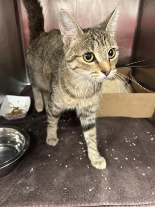 An adult medium-sized female Domestic Short Hair cat named Kayla for adoption in West Chester, PA