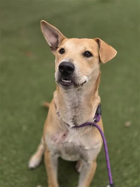 A young small-sized male American Staffordshire Terrier dog named Jarrel for adoption in San Antonio, TX