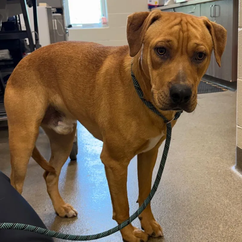 A young large-sized male Yellow / Tan / Blond / Fawn Labrador Retriever dog named Junior for adoption in Council Bluffs, IA