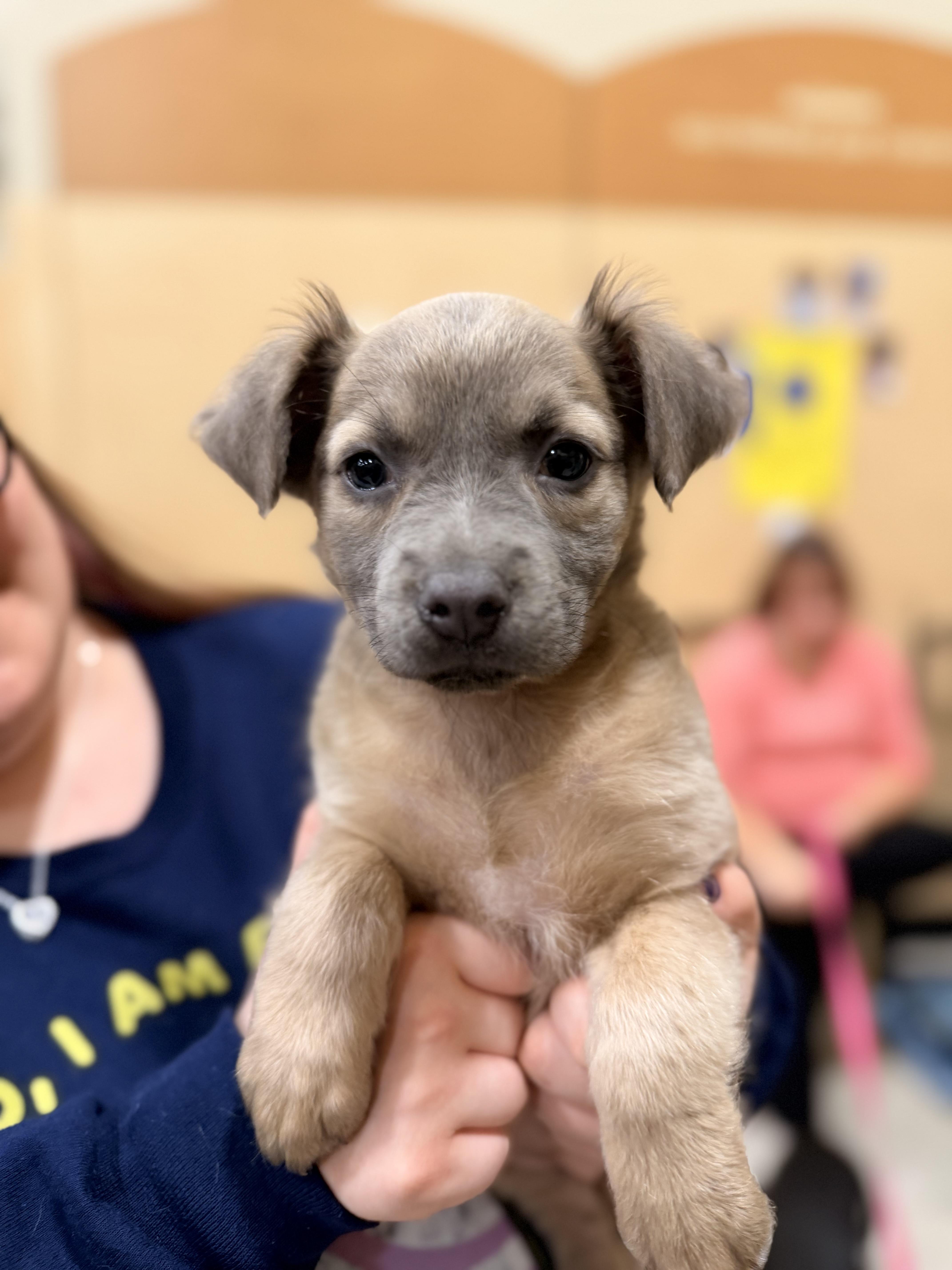 A baby medium-sized female Australian Shepherd dog named Cora for adoption in Carmel, NY
