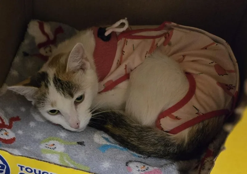 A young medium-sized female Domestic Short Hair cat named Elspeth for adoption in Windsor, CT