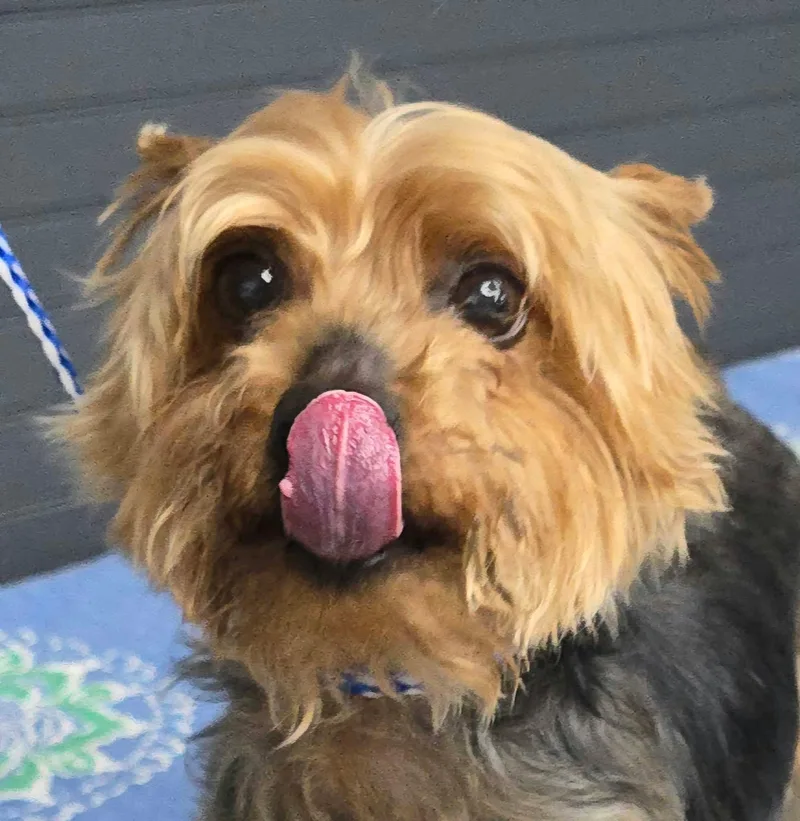 A senior small-sized male Yorkshire Terrier dog named Larry for adoption in Newport, TN