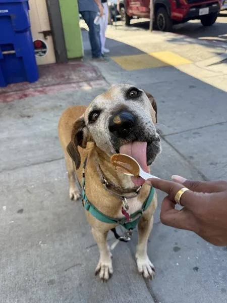 A senior large-sized female Shepherd dog named Zoe for adoption in San Diego, CA