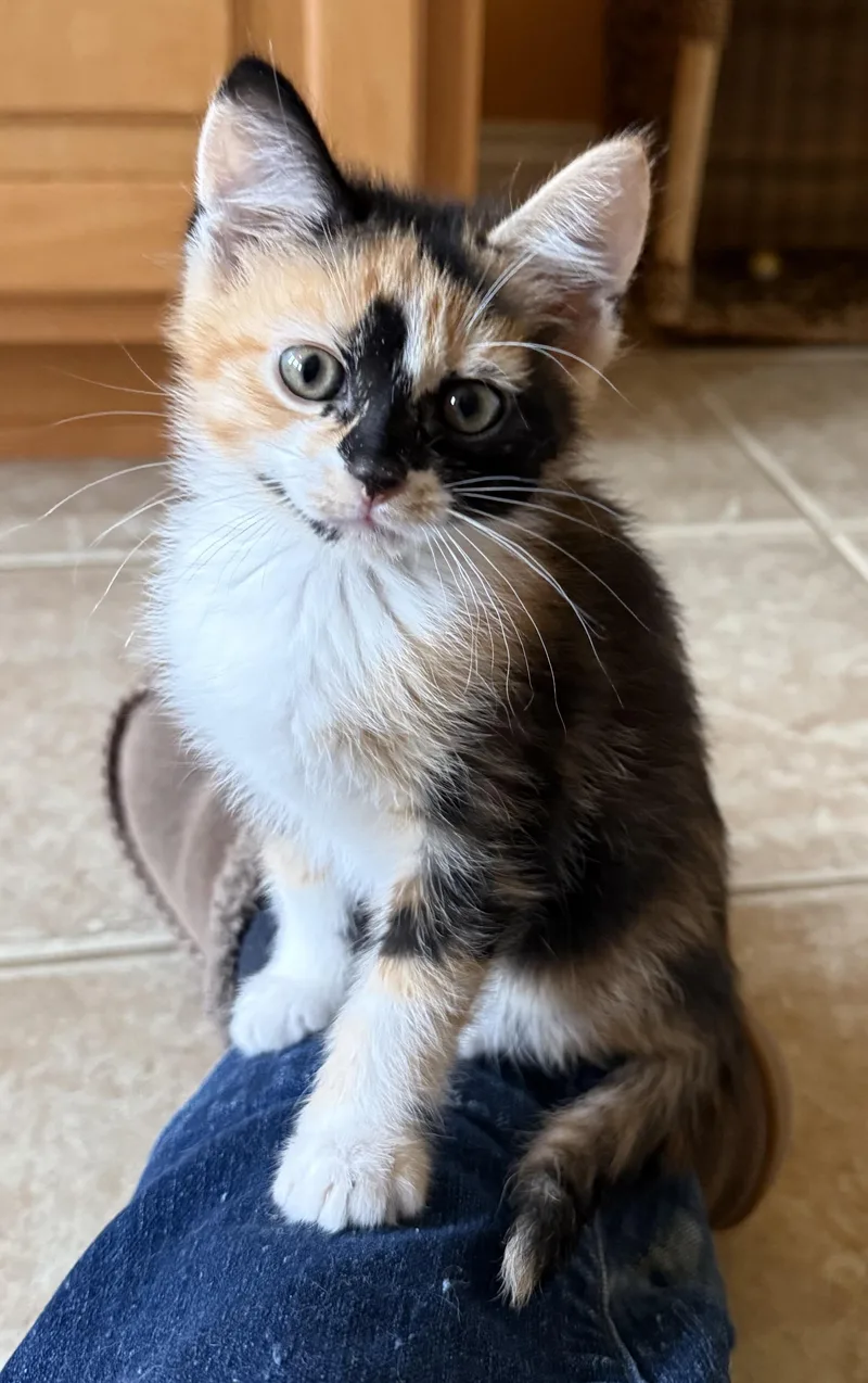 A baby medium-sized female Calico Domestic Short Hair cat named Poppy for adoption in Bardstown, KY