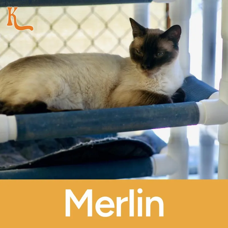Merlin