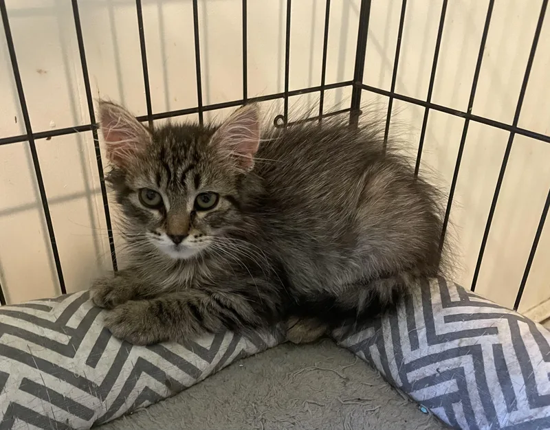 A baby small-sized female Maine Coon cat named Katie for adoption in Troy, NY