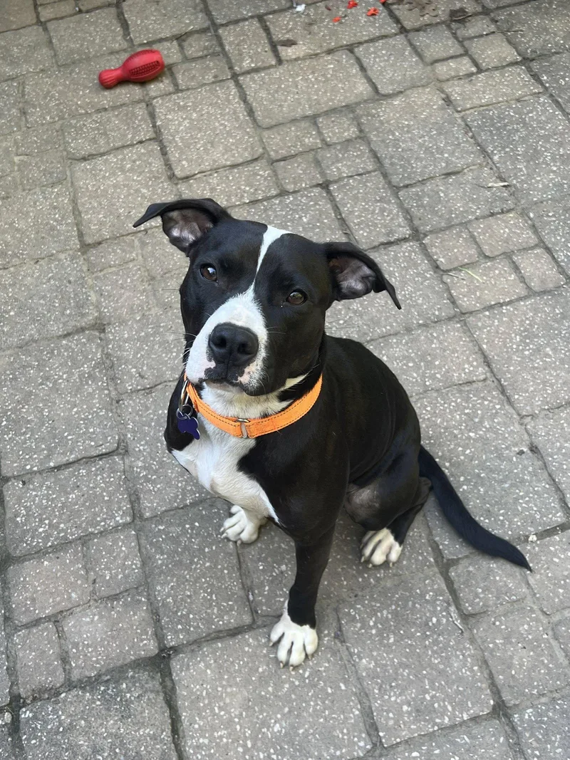 An adult medium-sized female Border Collie dog named Ceela for adoption in St. Louis, MO