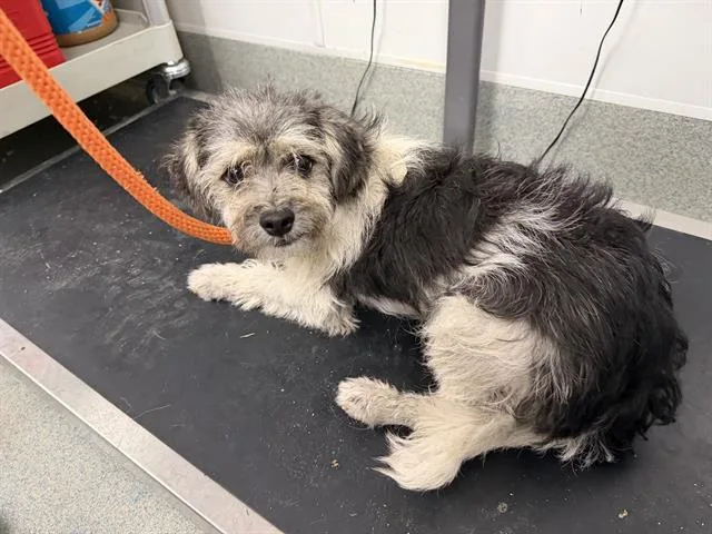 A young large-sized male Maltese dog named Jamie for adoption in Ontario, CA