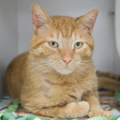 A young medium-sized male Domestic Short Hair cat named Eugene for adoption in Verona, WI