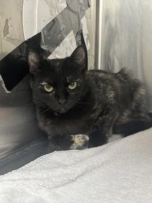 An adult medium-sized female Domestic Short Hair cat named Kiki Lee for adoption in Cincinnati, OH
