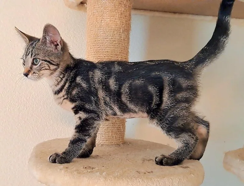A baby medium-sized female Gray / Blue / Silver Domestic Short Hair cat named Elara for adoption in Lansing, MI