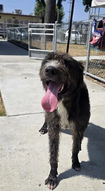 A young medium-sized male Terrier dog named Terry for adoption in Downey, CA