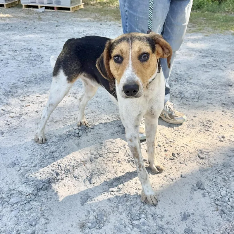 A young medium-sized male Brown / Chocolate Hound dog named Banjo for adoption in Washington, DC