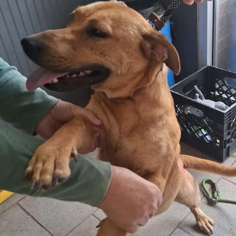 An adult medium-sized female Brown / Chocolate Mixed Breed dog named Katniss Stray Hold for adoption in Huntington, WV