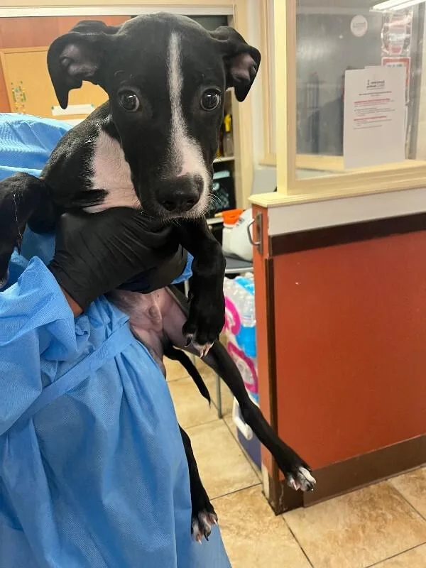 A young large-sized male Black Mixed Breed dog named Ray for adoption in Cincinnati, OH