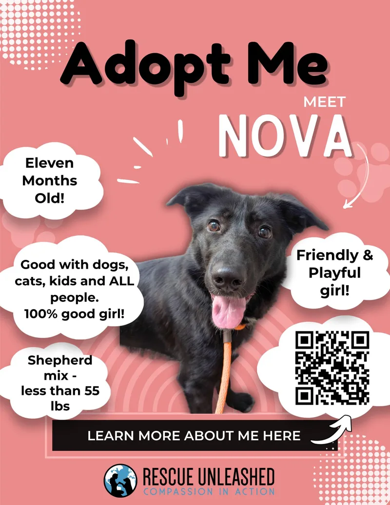 A young medium-sized female Black Shepherd dog named Nova for adoption in Sammamish, WA