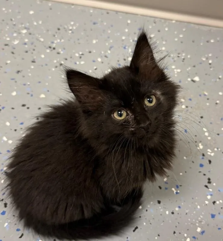 A young medium-sized female Domestic Long Hair cat named Nevada for adoption in Yankton, SD