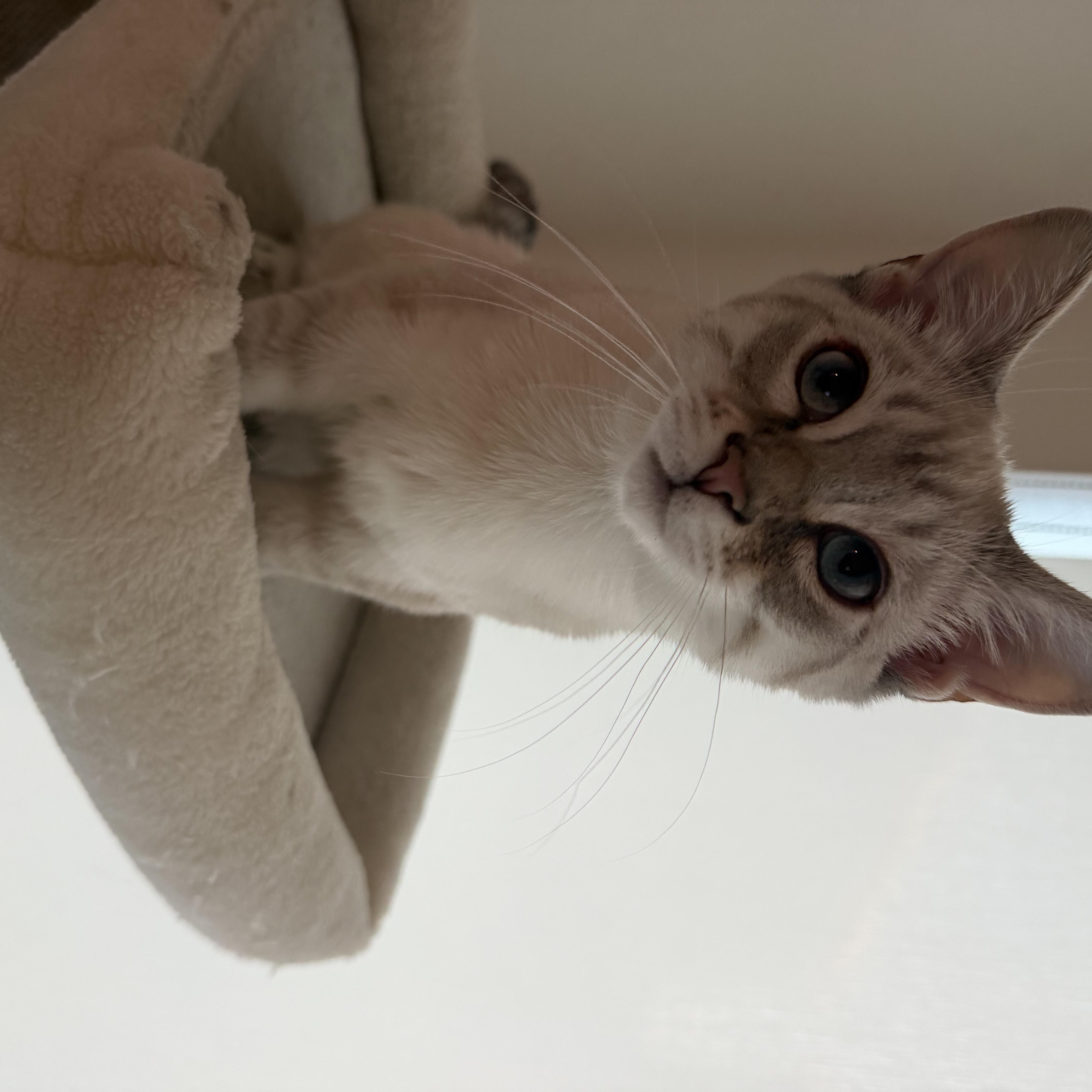A baby medium-sized male Lilac Point Domestic Short Hair cat named Kirk for adoption in Davis, CA