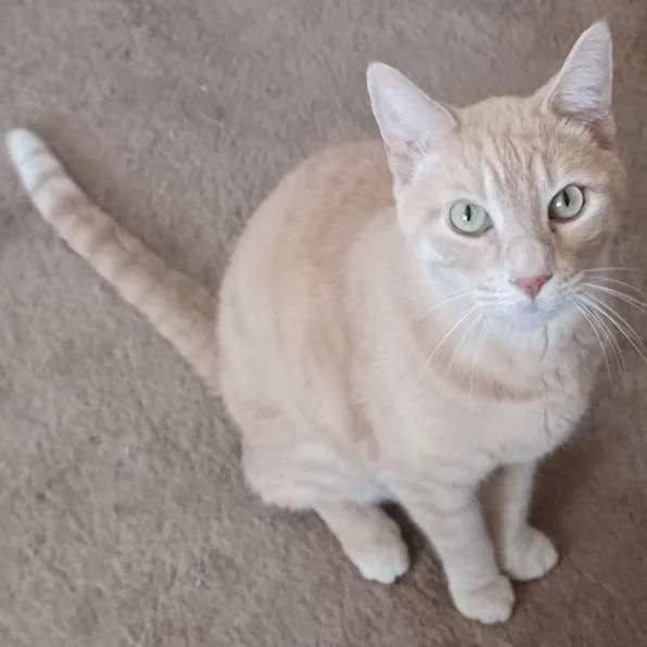 An adult large-sized male Orange / Red Tabby cat named Bixby for adoption in San Jose, CA