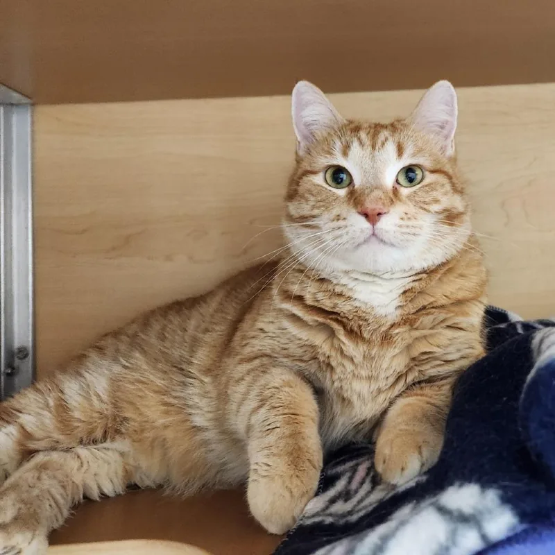 An adult large-sized female Orange / Red Domestic Short Hair cat named Colby Jack for adoption in Brookfield, WI