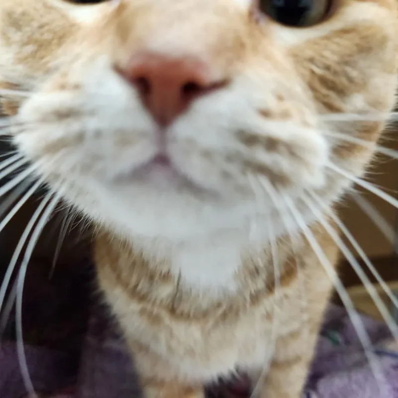 Colby Jack thumbnail 2