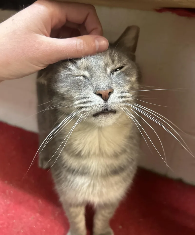 Leona From Whitehall thumbnail 2