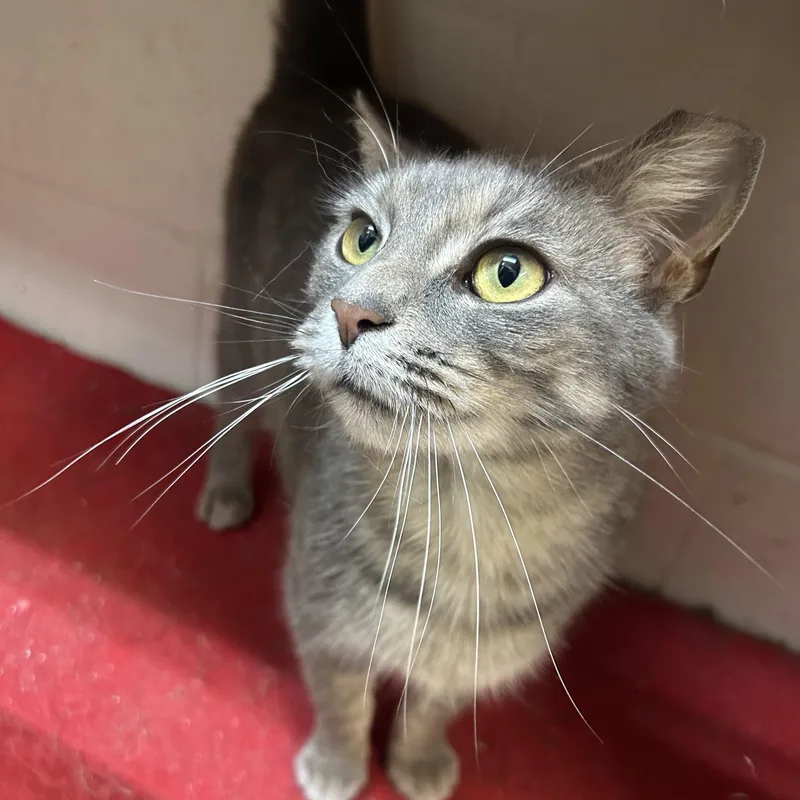 Leona From Whitehall thumbnail 3