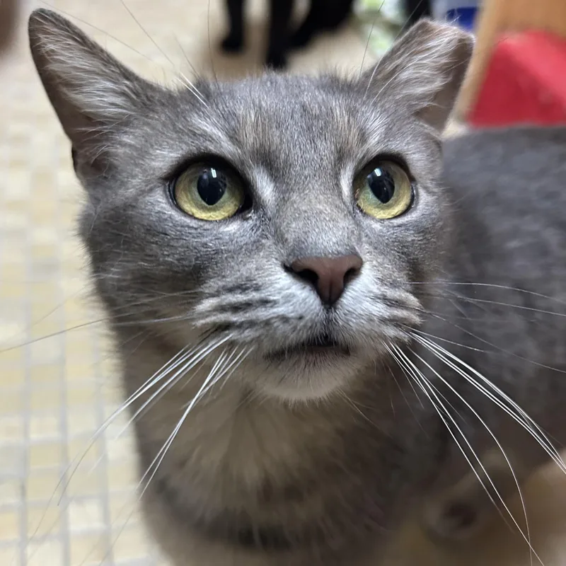 Leona From Whitehall thumbnail 4