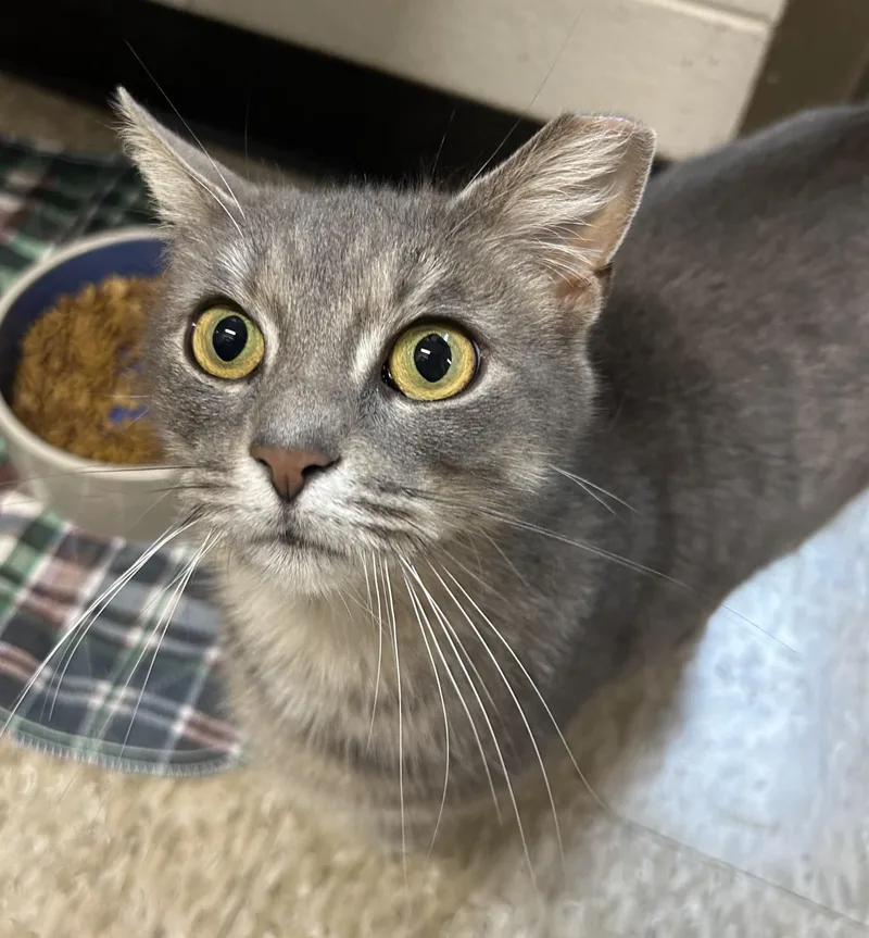 Leona From Whitehall thumbnail 5